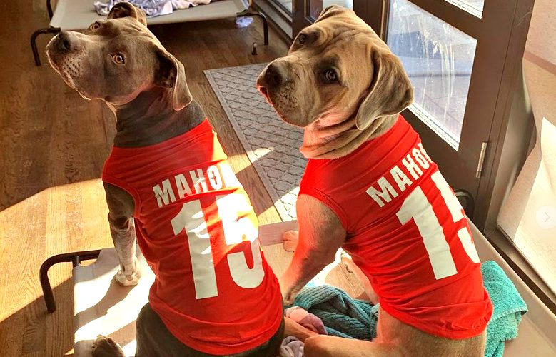 Dog Fan  Dog jersey, Kansas city chiefs dog, Dog friends